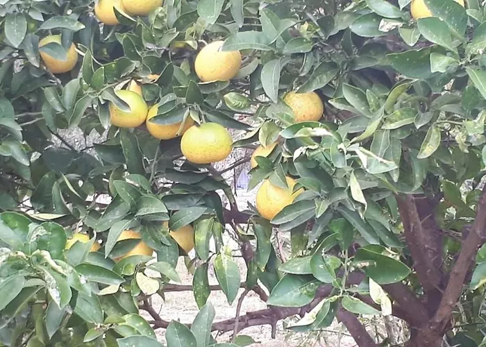 度假居 Campus Elevtheraí